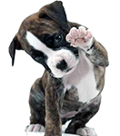 Puppy hondenvoer