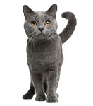 Adult kattenvoer