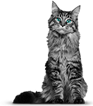 Senior kattenvoer