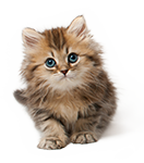 Kitten kattenvoer